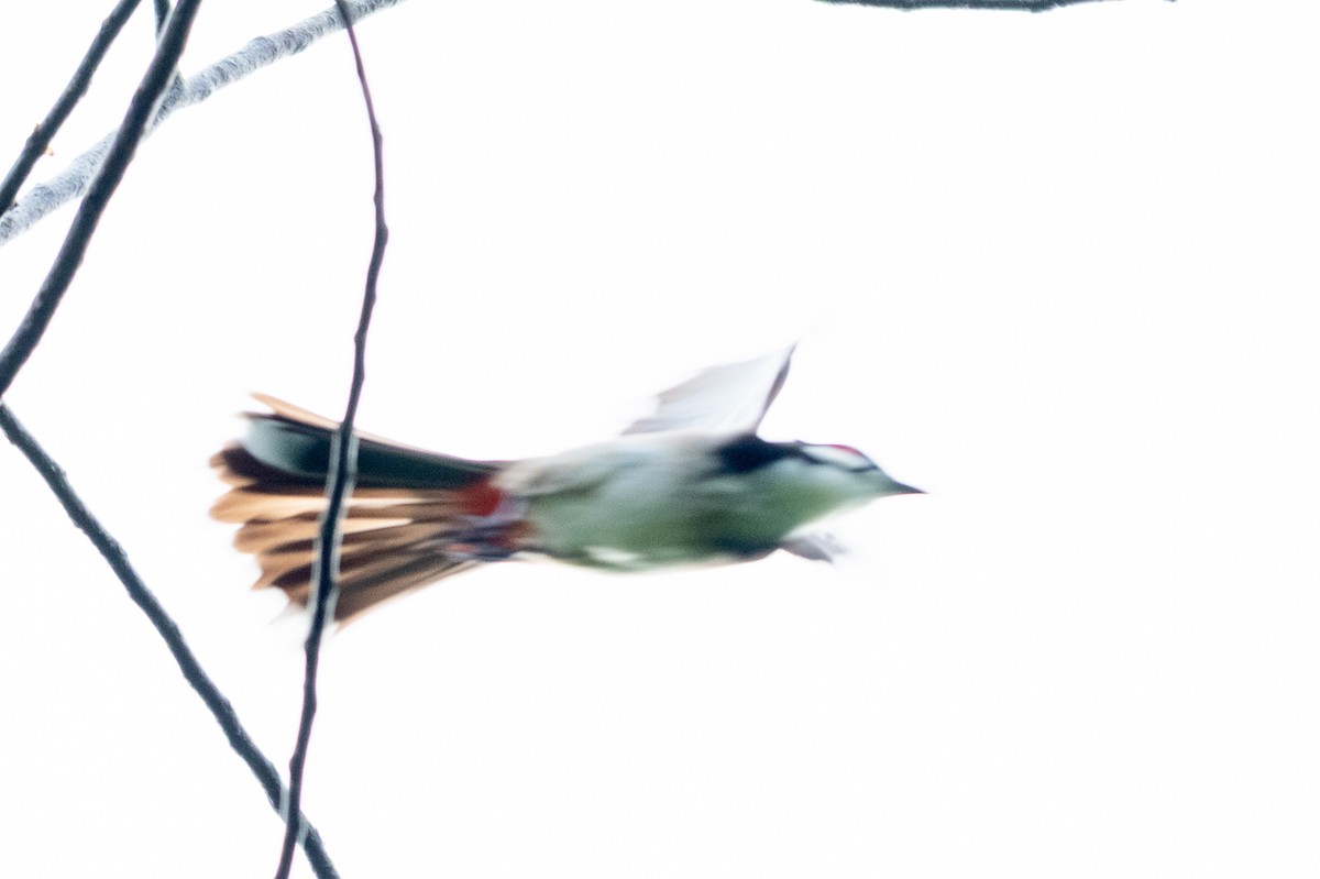 Красноухий бюльбюль - ML645547119