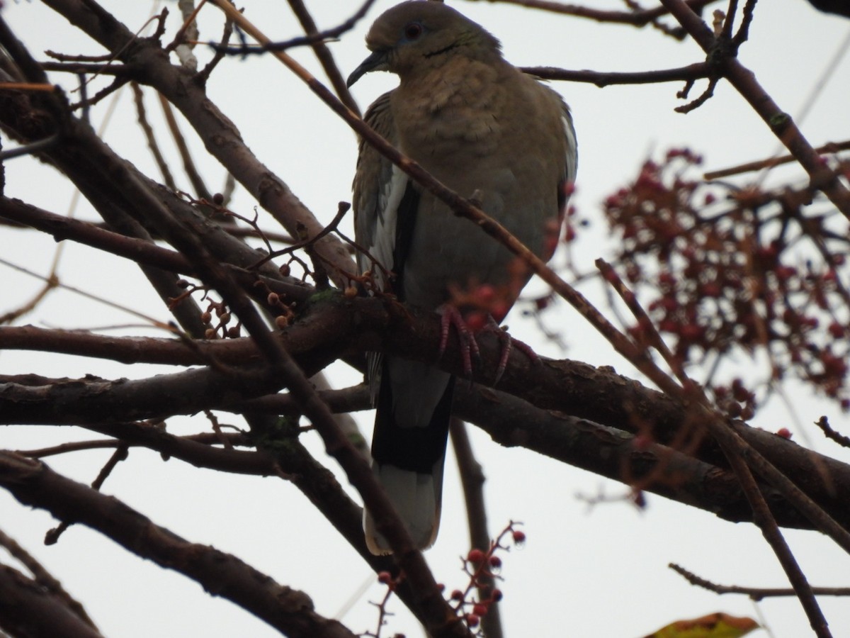 Белокрылая горлица - ML645547120