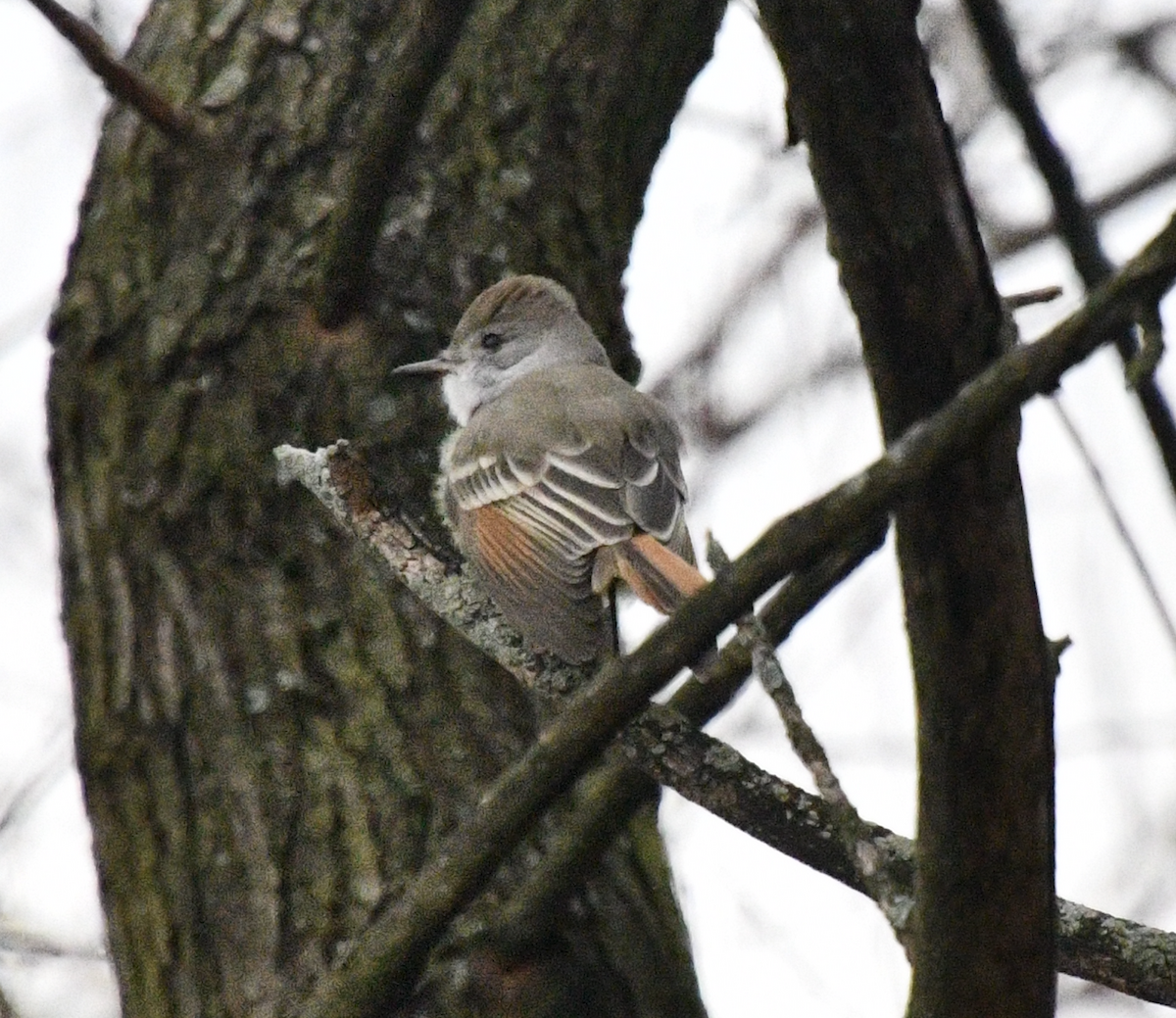 Ash-throated Flycatcher - ML645547123