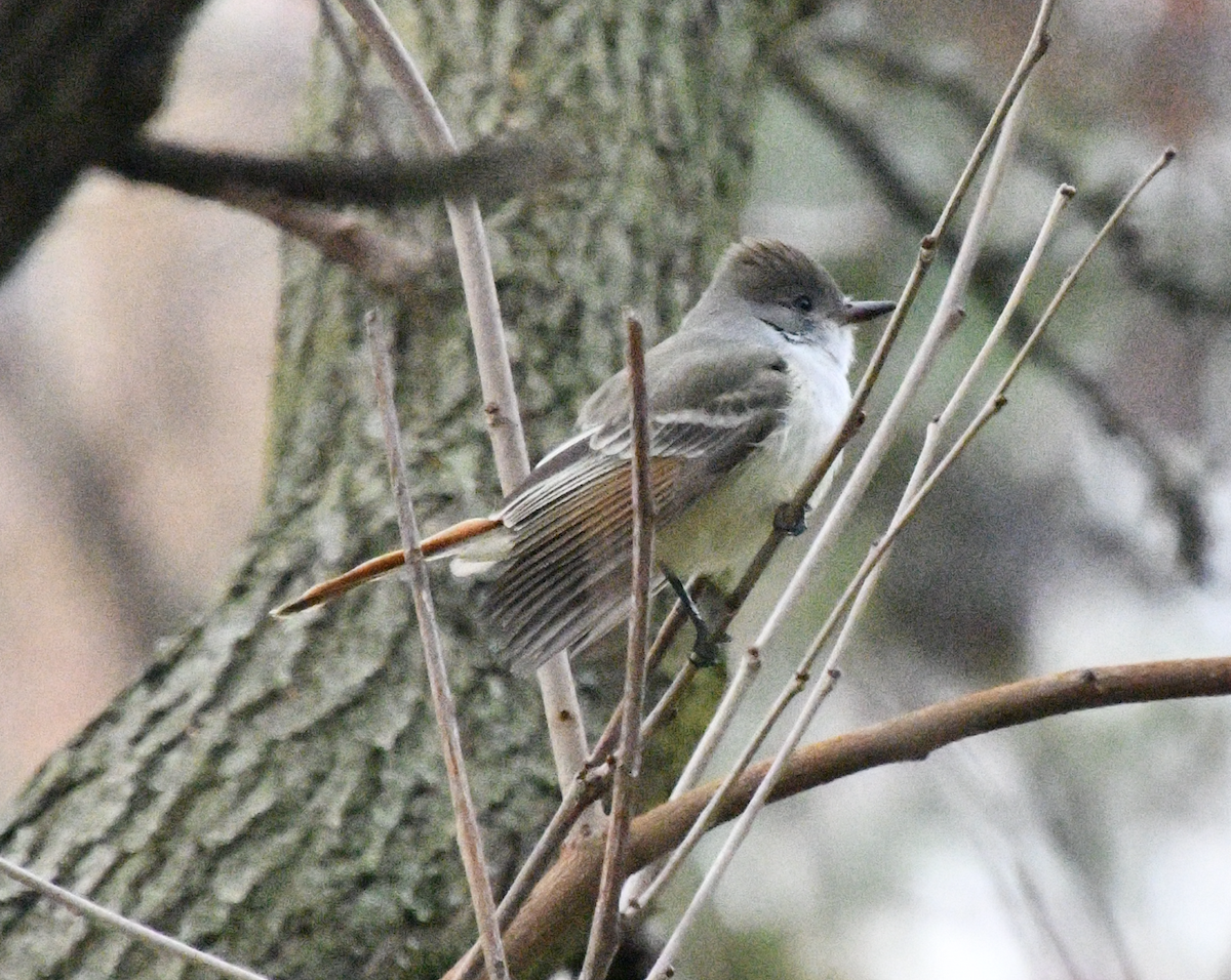 Ash-throated Flycatcher - ML645547124