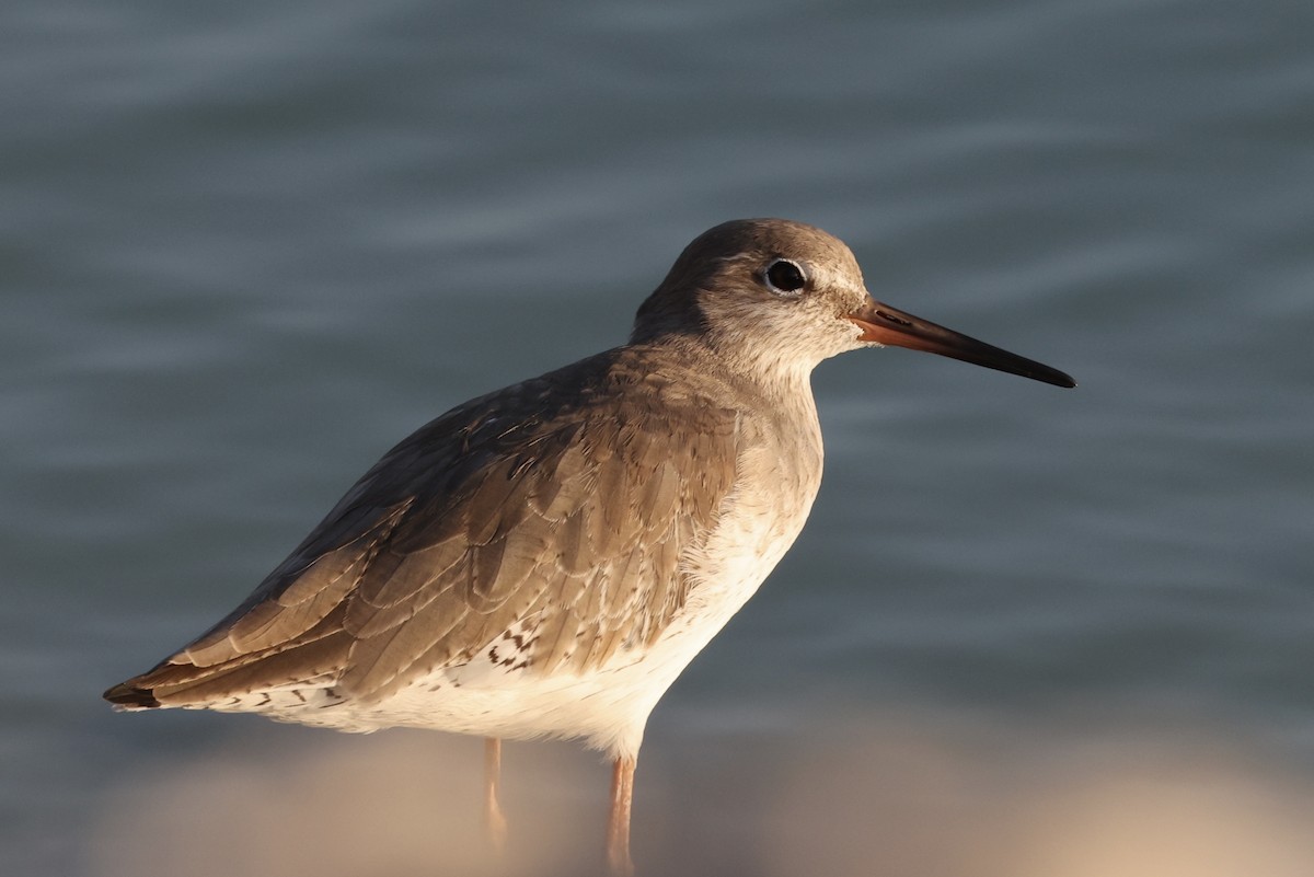 Common Redshank - ML645547150