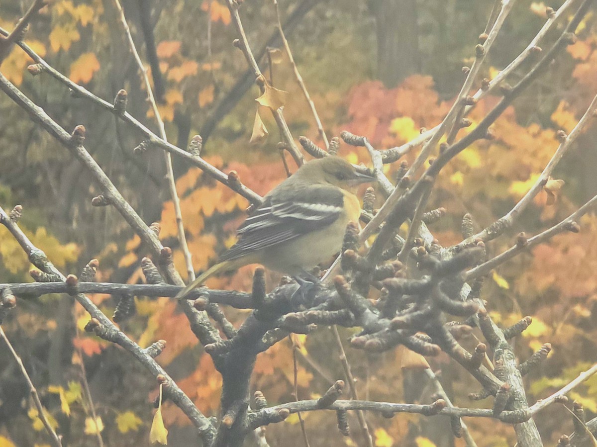 Балтиморский трупиал - ML645547155