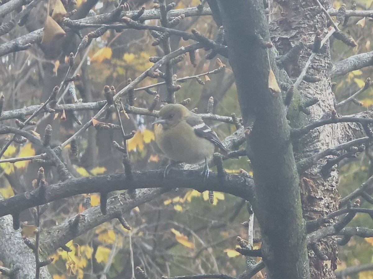 Балтиморский трупиал - ML645547156