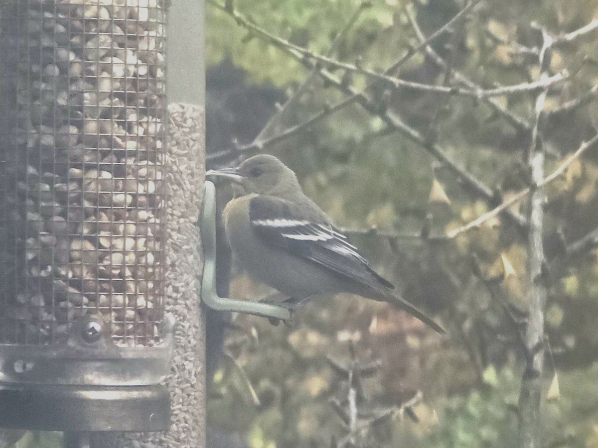 Балтиморский трупиал - ML645547157