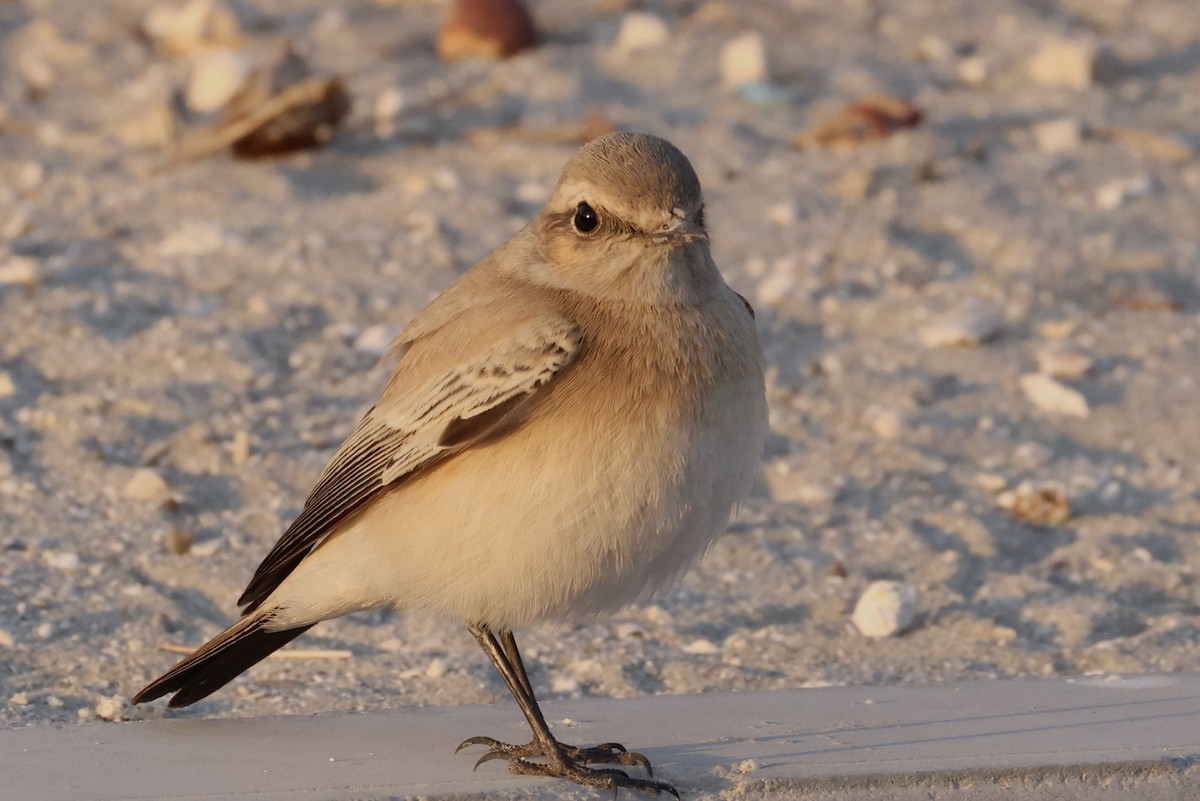 Desert Wheatear - ML645547170