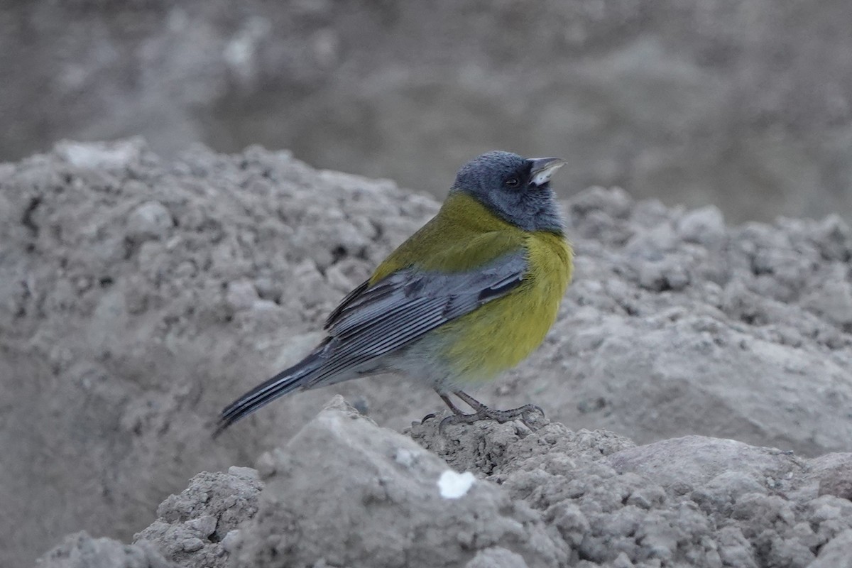 Gray-hooded Sierra Finch - ML645547174