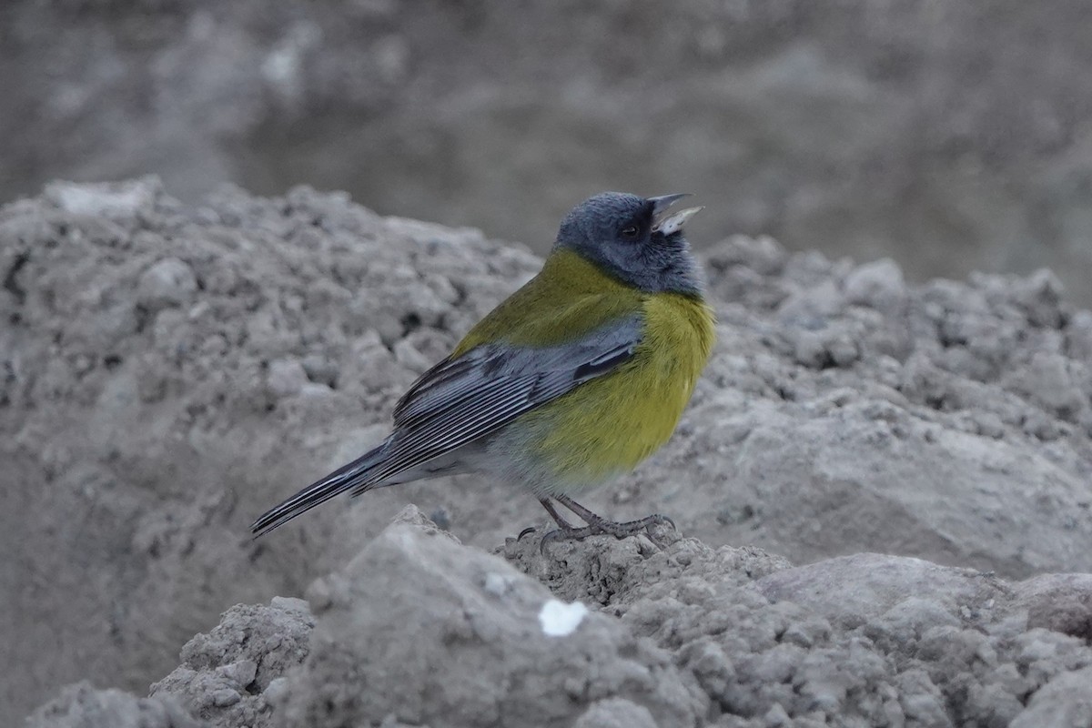 Gray-hooded Sierra Finch - ML645547175