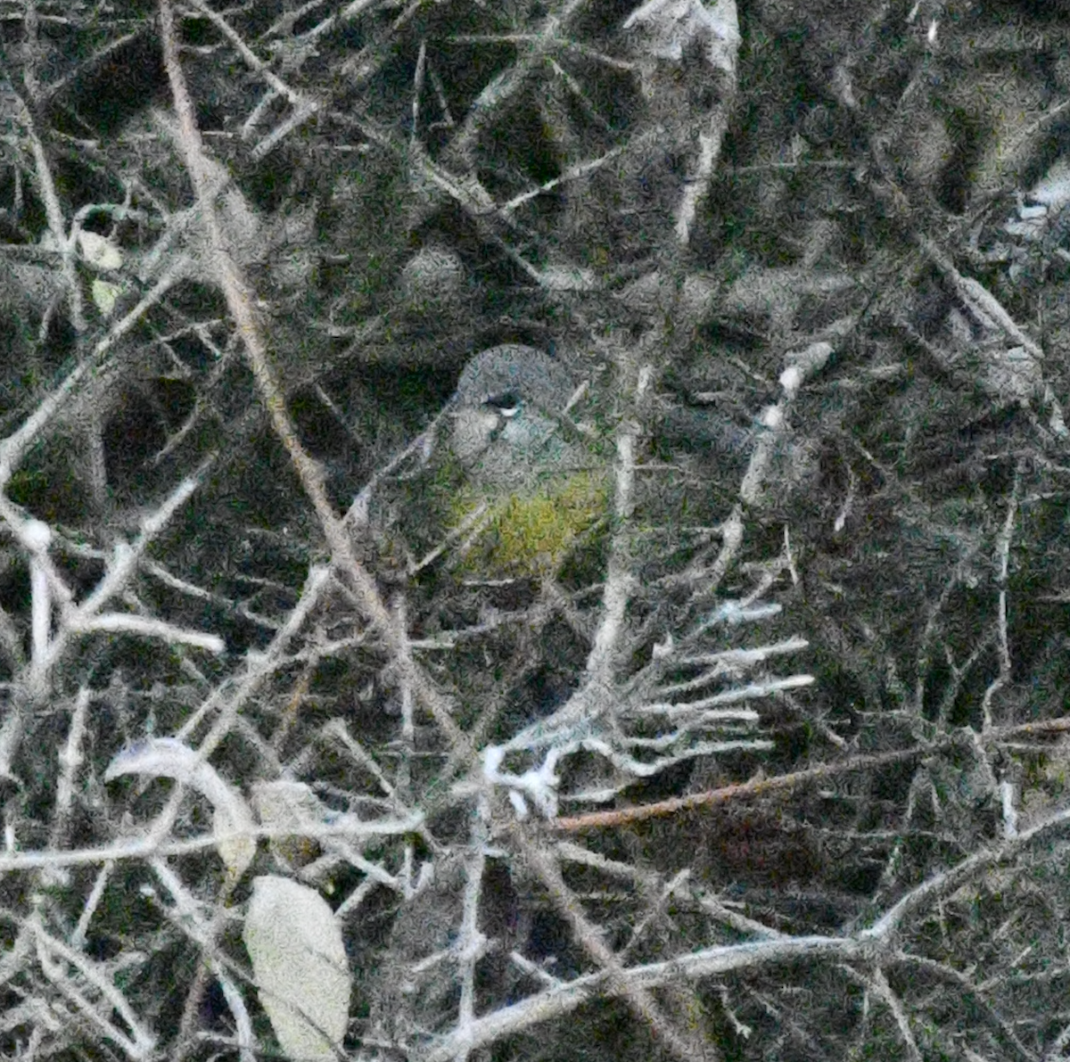 MacGillivray's Warbler - ML645547185