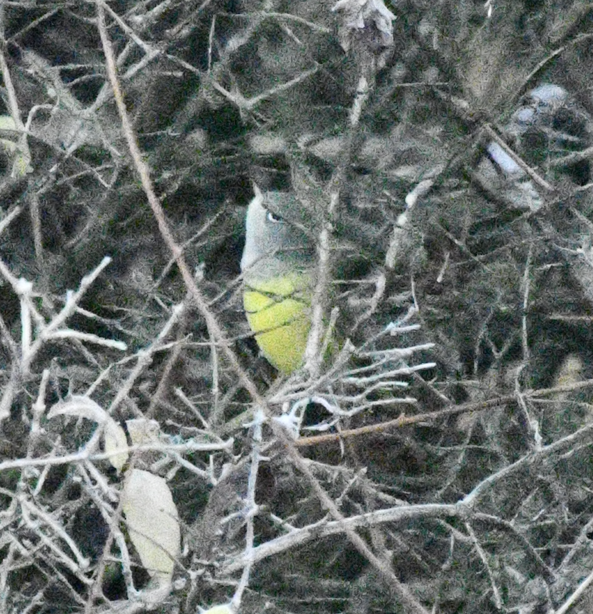 MacGillivray's Warbler - ML645547187