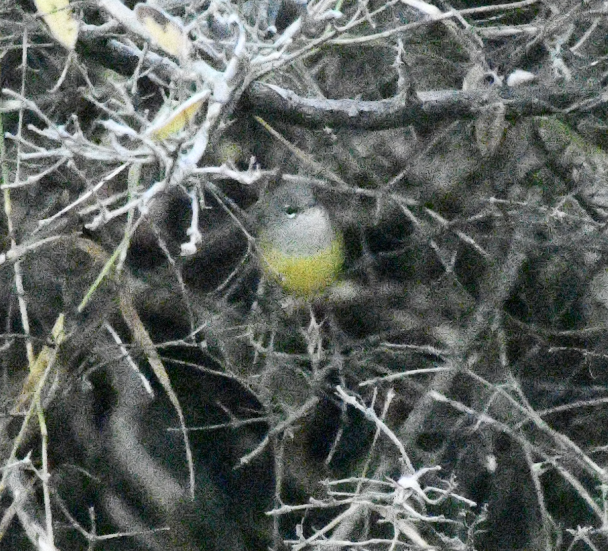 MacGillivray's Warbler - ML645547188