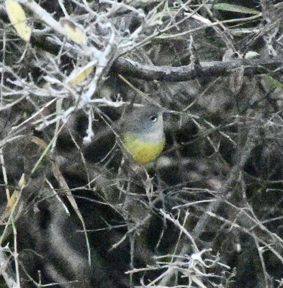 MacGillivray's Warbler - ML645547189