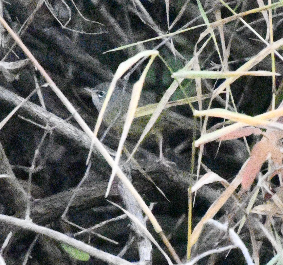 MacGillivray's Warbler - ML645547190