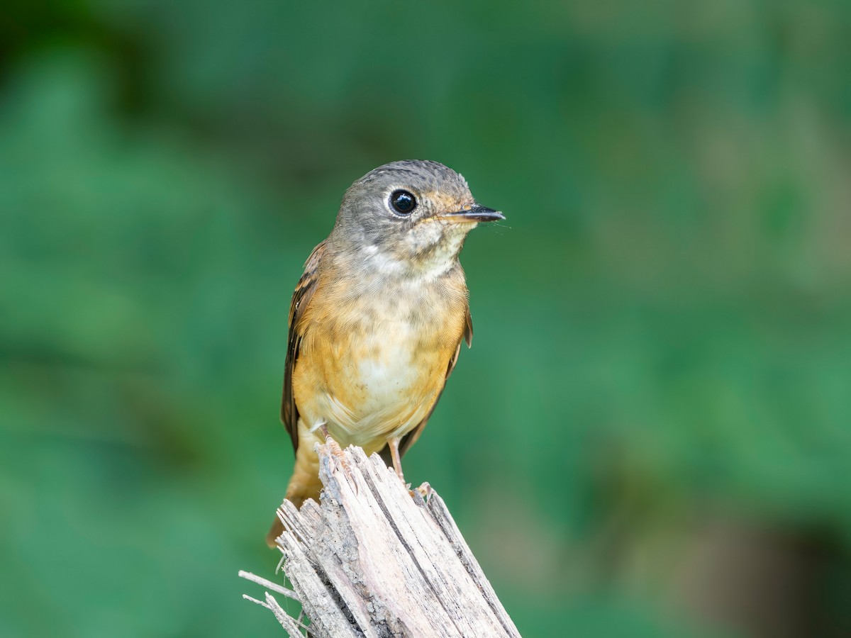 Ferruginous Flycatcher - ML645547225