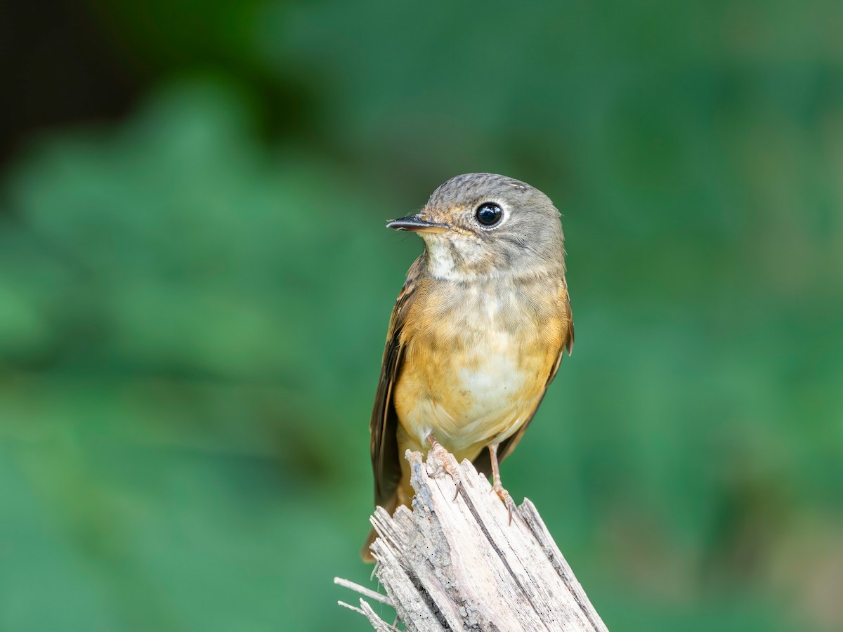 Ferruginous Flycatcher - ML645547226