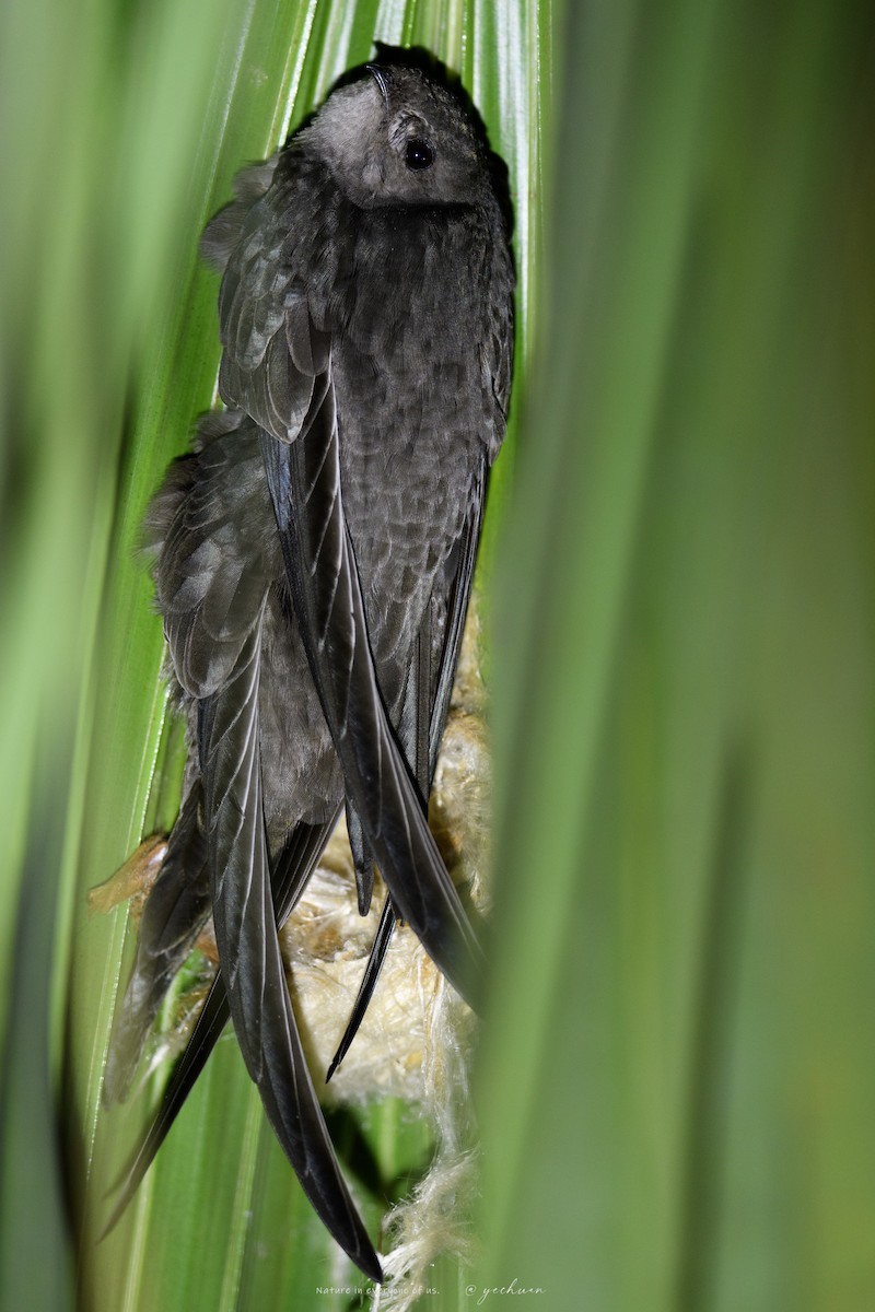 Asya Palmiye Ebabili - ML645547245