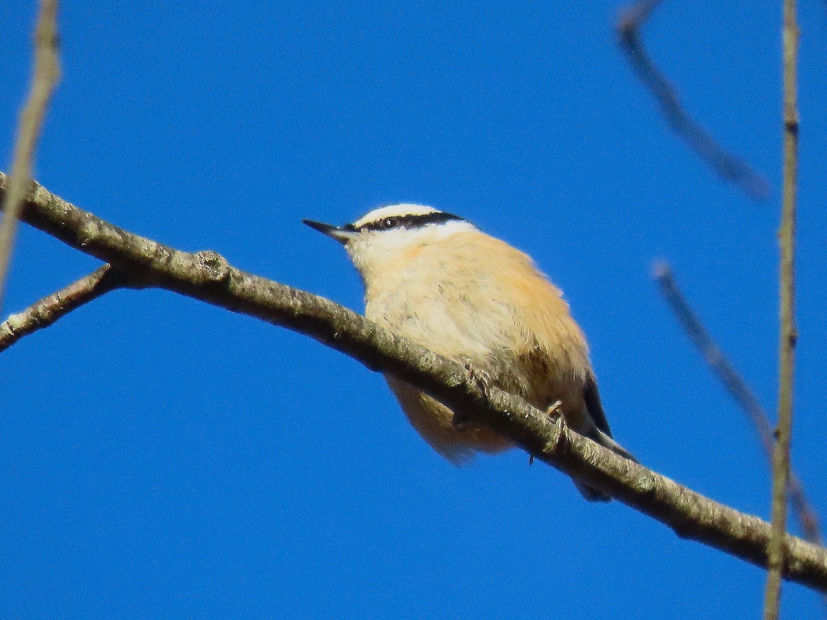 Red-breasted Nuthatch - ML645547248