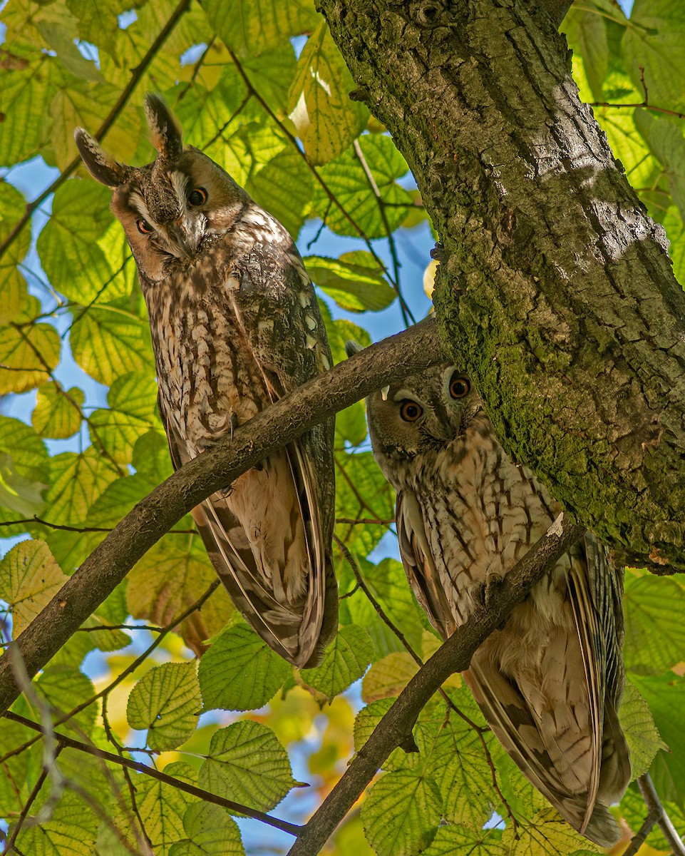 Long-eared Owl - ML645547255