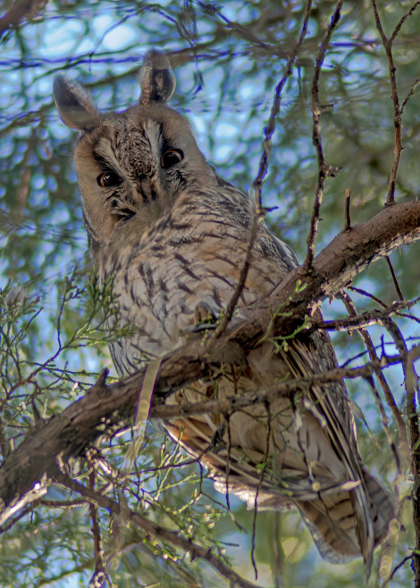 Long-eared Owl - ML645547256