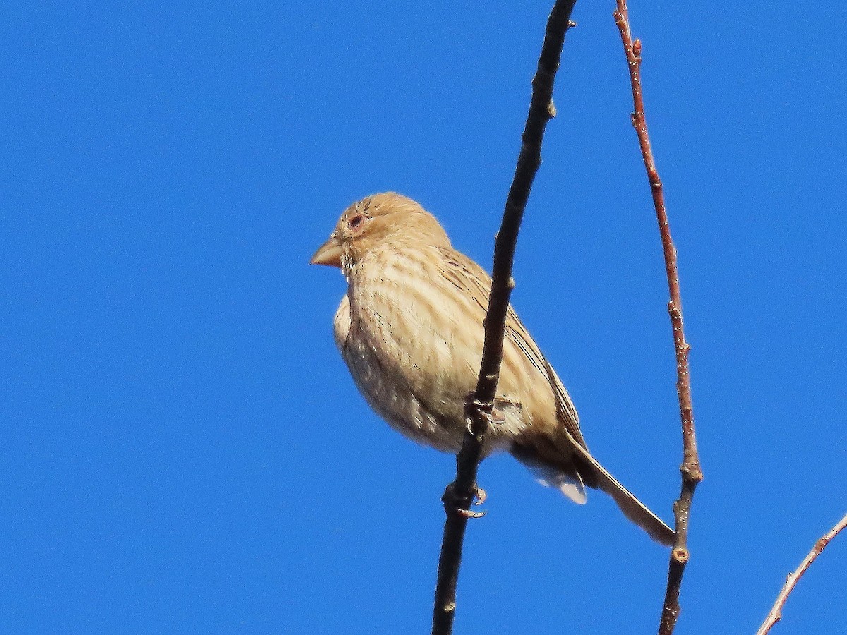 House Finch - ML645547259