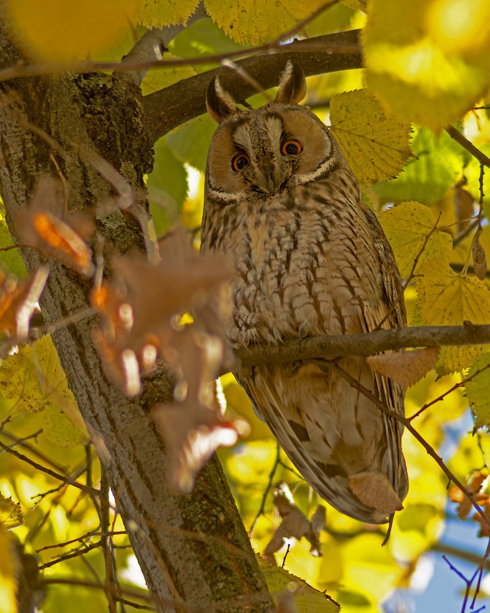 Long-eared Owl - ML645547268