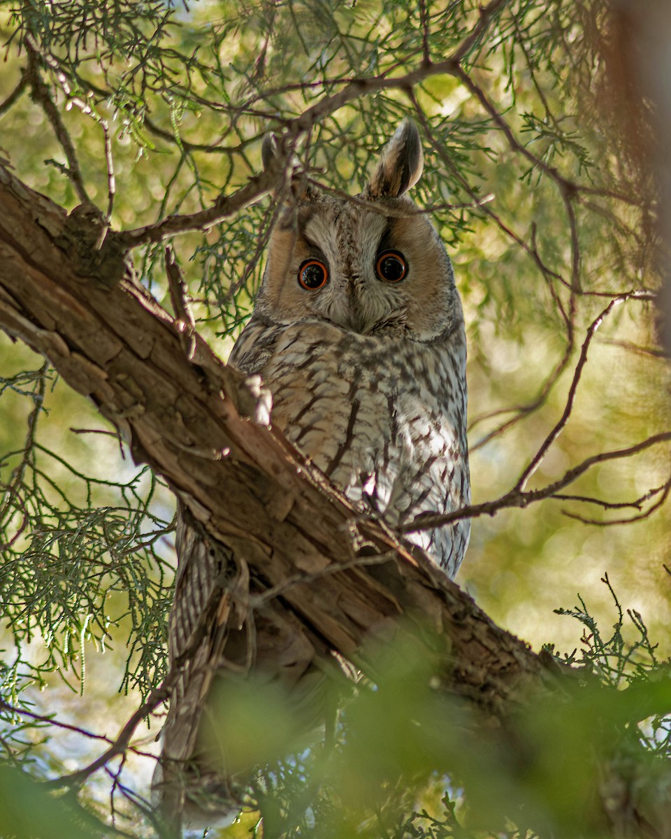 Long-eared Owl - ML645547269