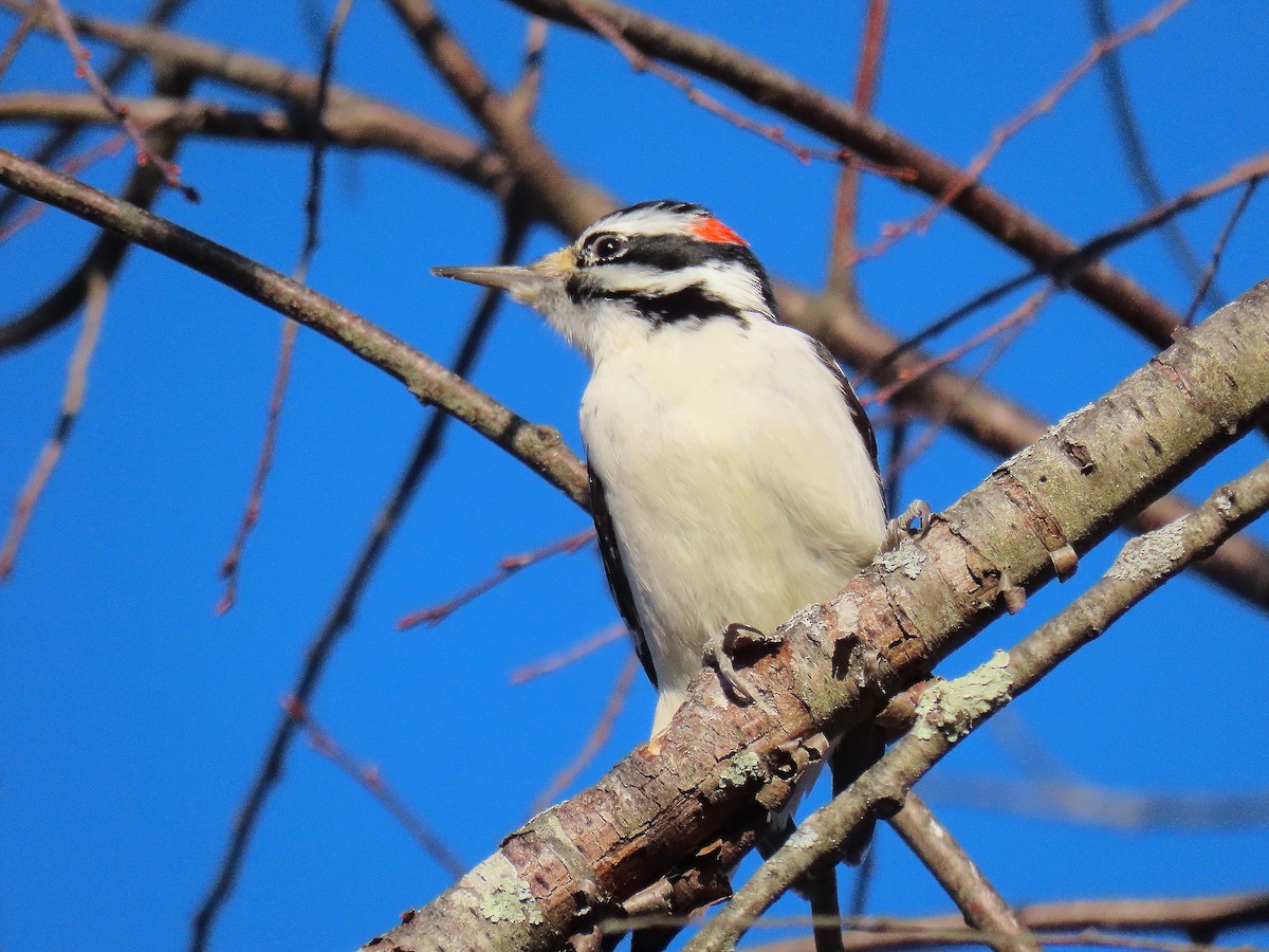 Hairy Woodpecker - ML645547272
