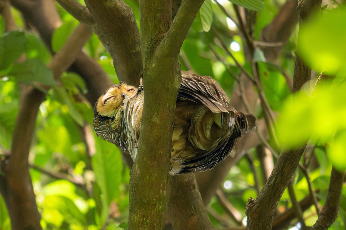 Pagodenkauz - ML645547281