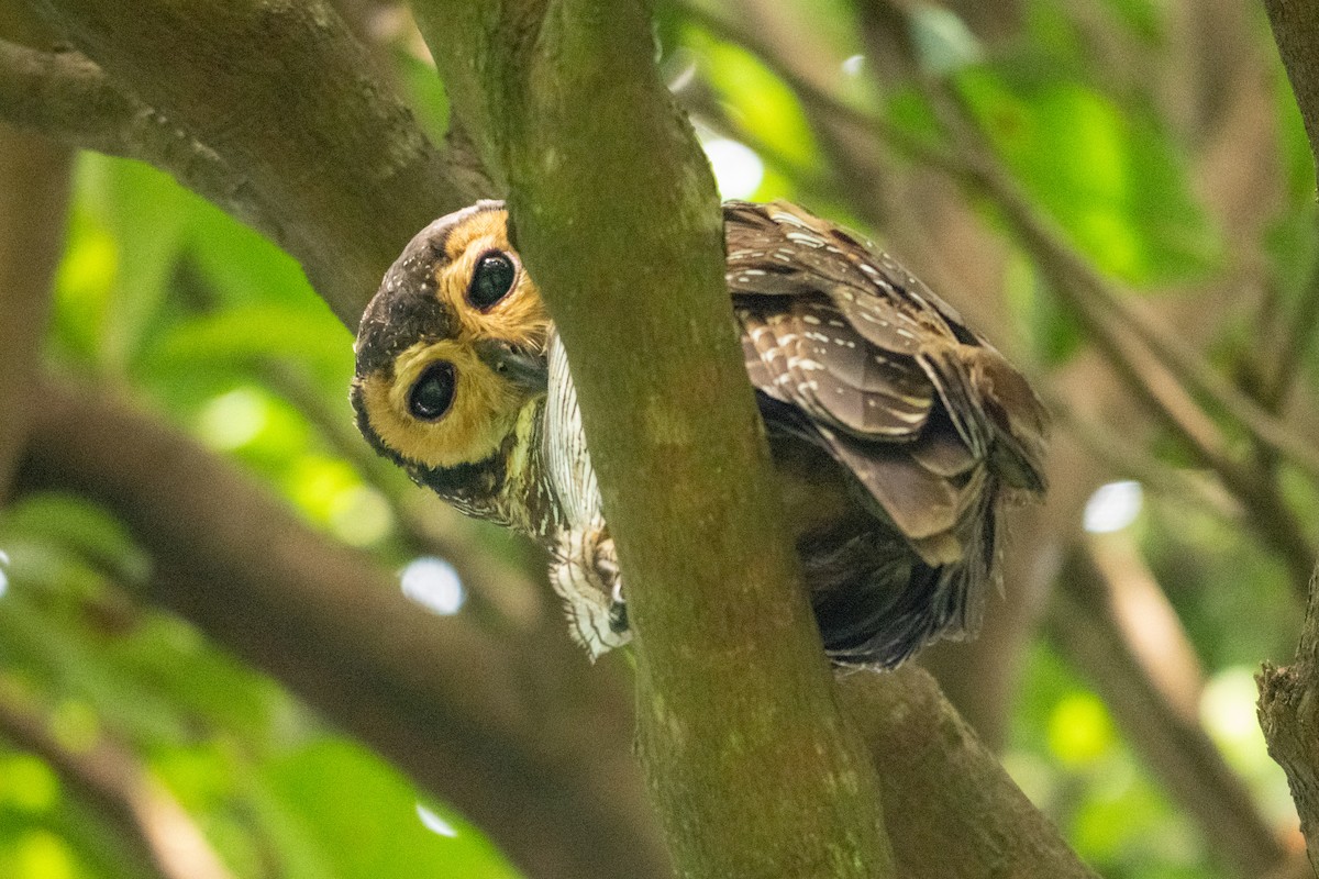 Pagodenkauz - ML645547282