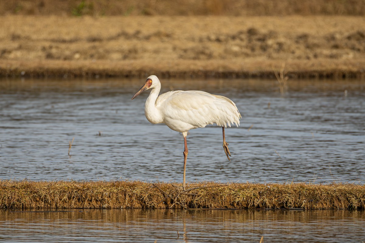 ソデグロヅル - ML645547295