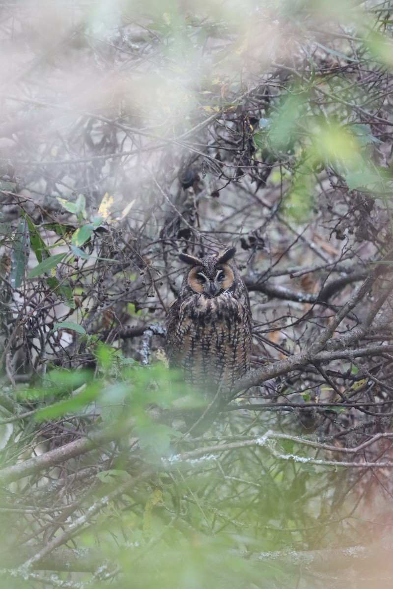 Long-eared Owl - ML645547297
