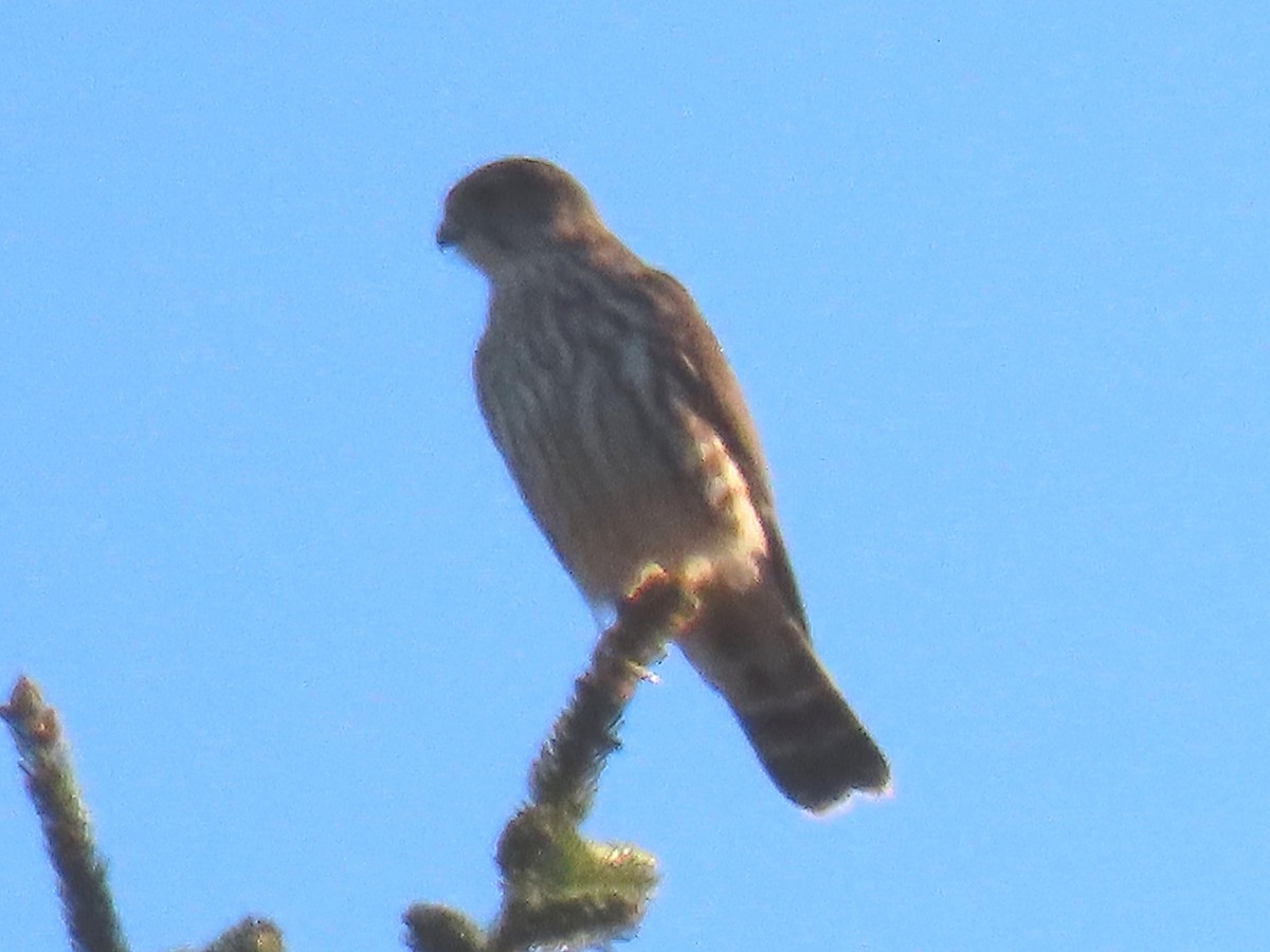 Merlin - ML645547304