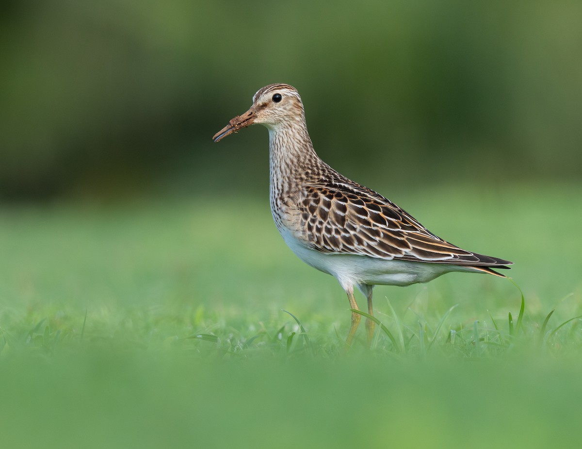 Дутыш - ML645547305