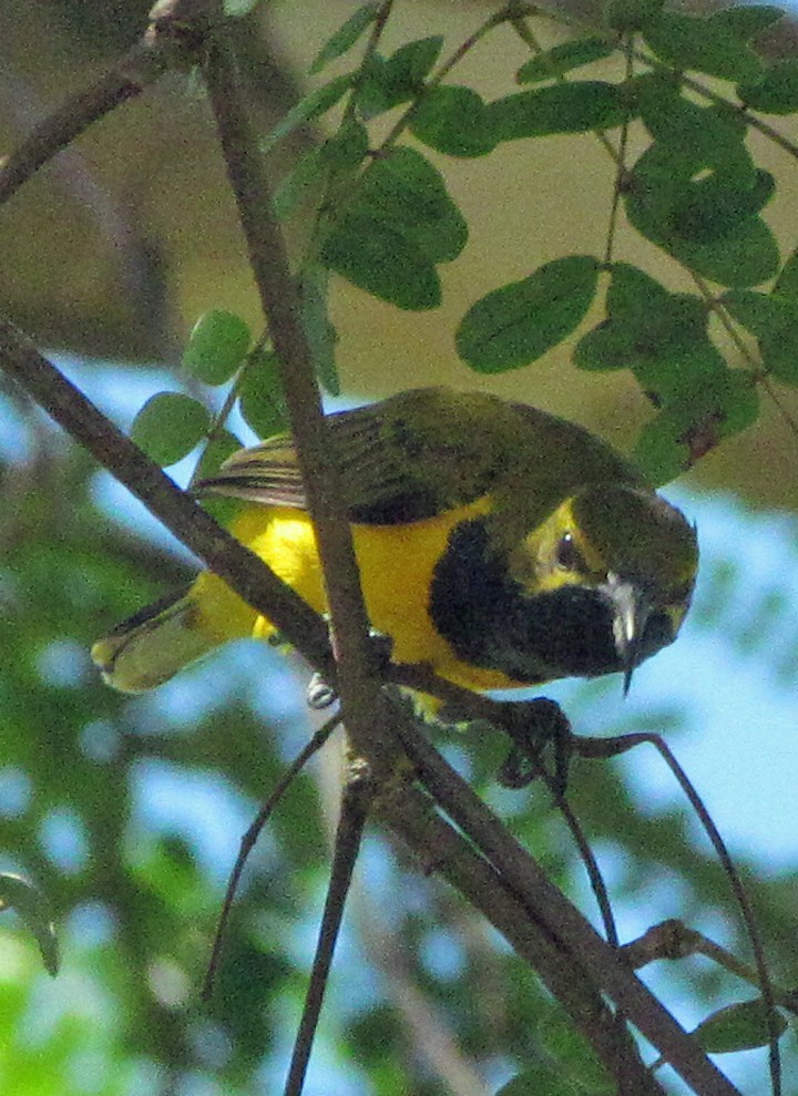 Sahul Sunbird - ML645547312