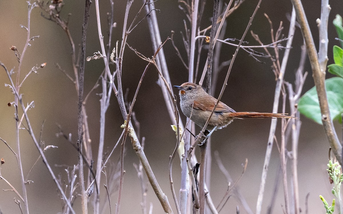 Rusty-fronted Canastero - ML645547319