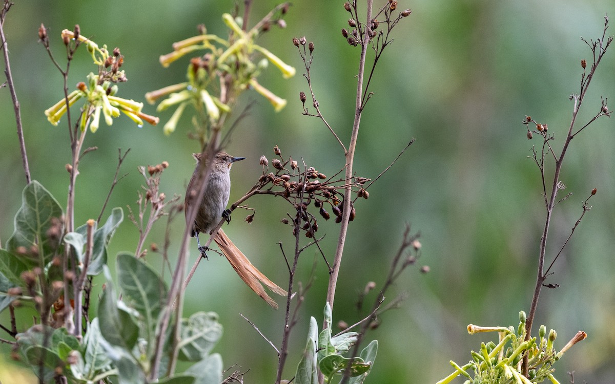 Rusty-fronted Canastero - ML645547320