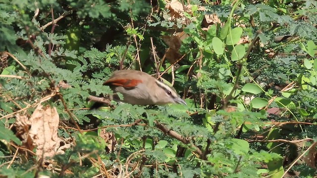 Чагра велика - ML645547343