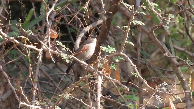 Чагра велика - ML645547346