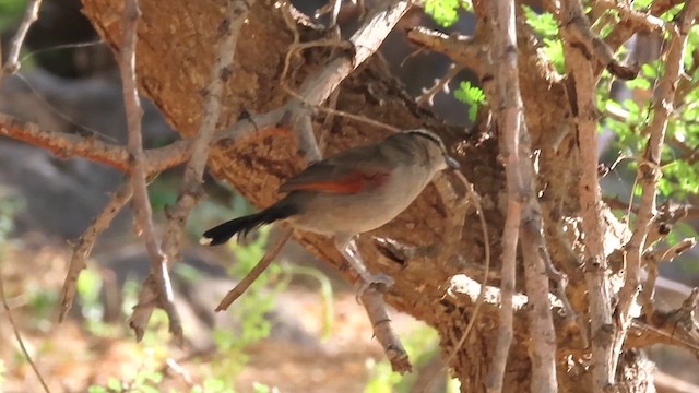 Чагра велика - ML645547347