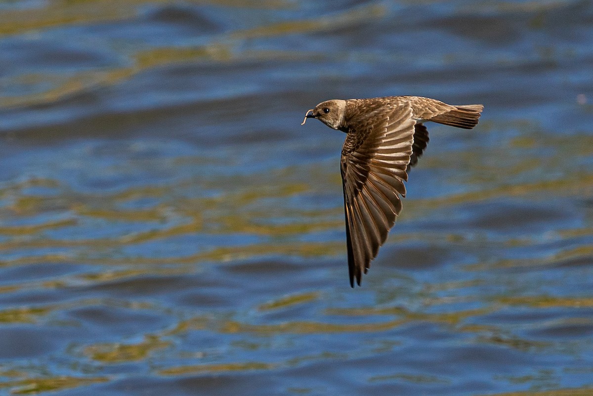 Northern Rough-winged Swallow - ML645547356