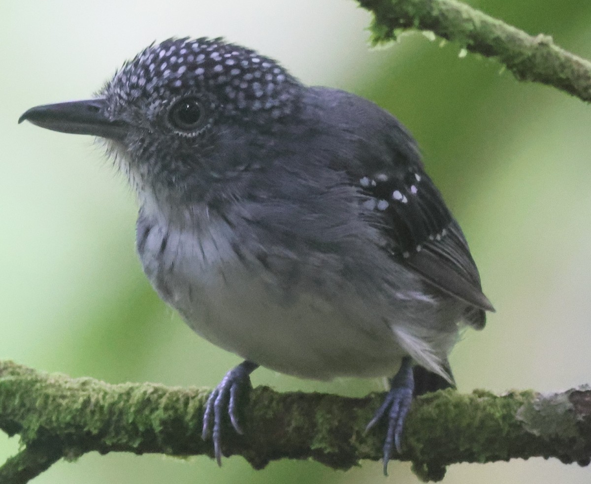 Spot-crowned Antvireo - ML645547397