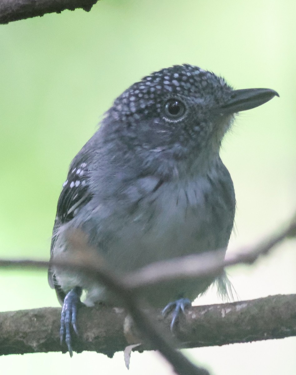 Spot-crowned Antvireo - ML645547398