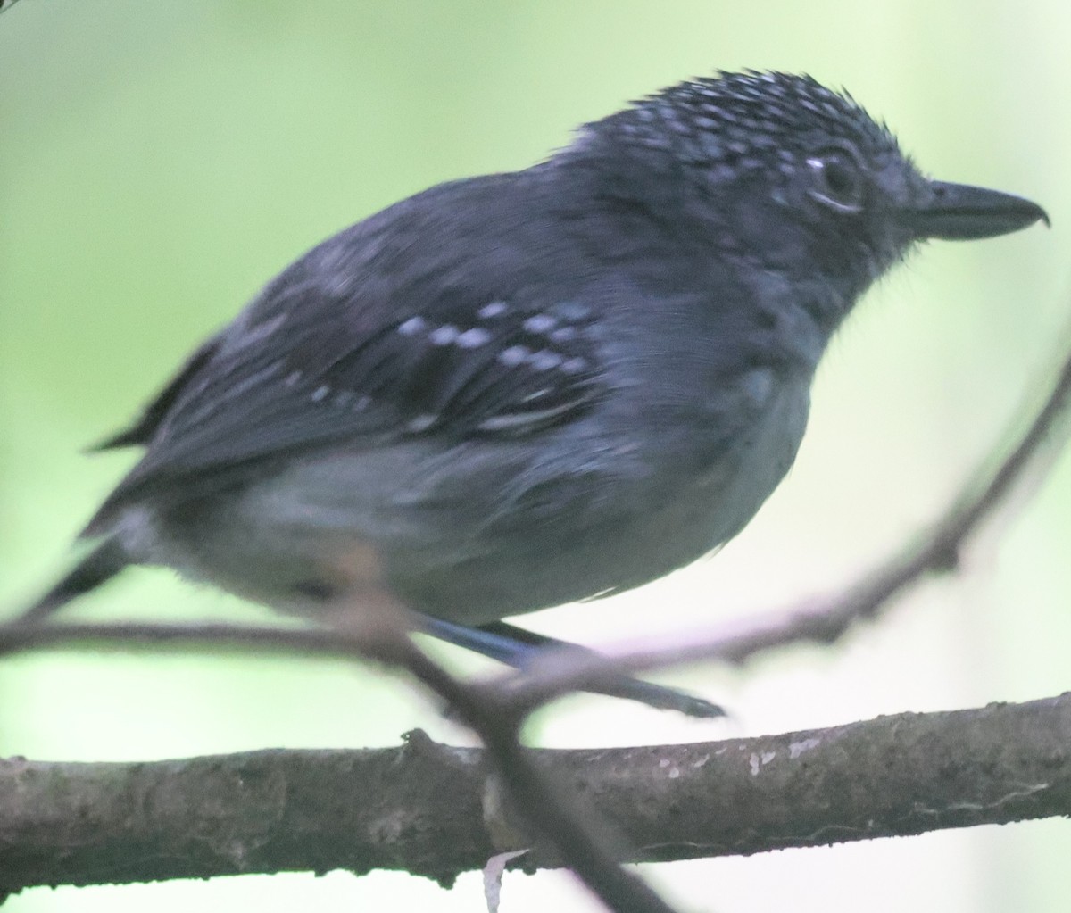 Spot-crowned Antvireo - ML645547400