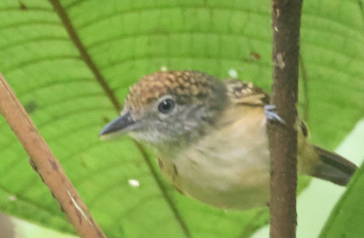 Spot-crowned Antvireo - ML645547402