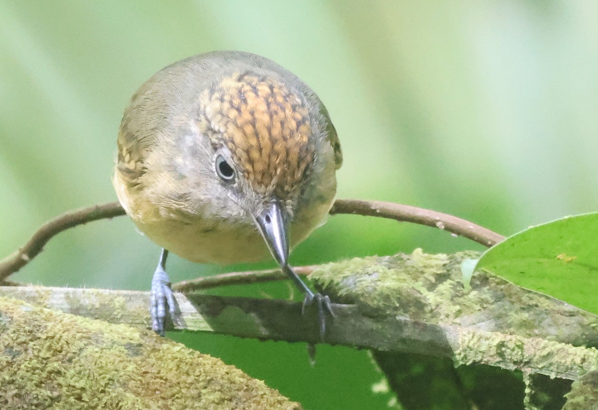Spot-crowned Antvireo - ML645547403
