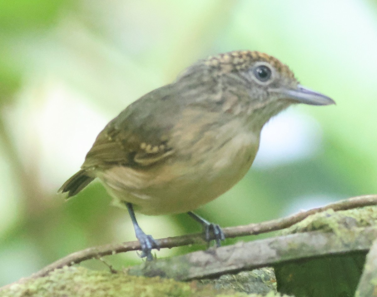 Spot-crowned Antvireo - ML645547404