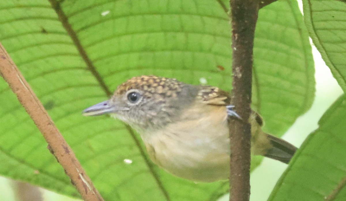 Spot-crowned Antvireo - ML645547405