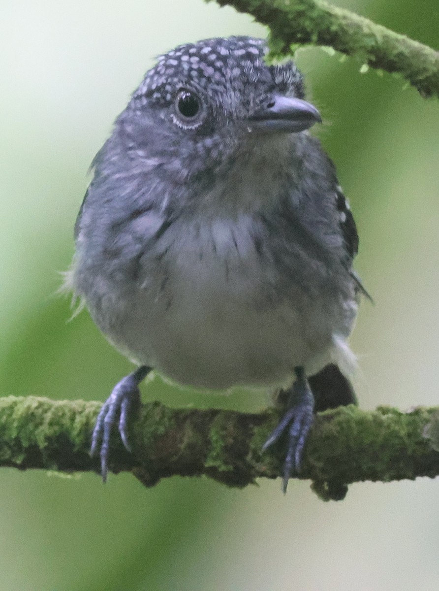 Spot-crowned Antvireo - ML645547406