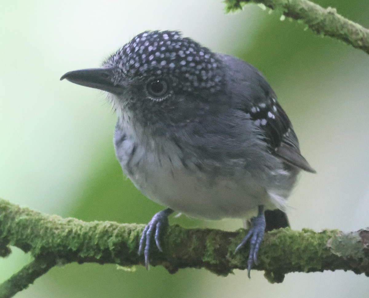 Spot-crowned Antvireo - ML645547407