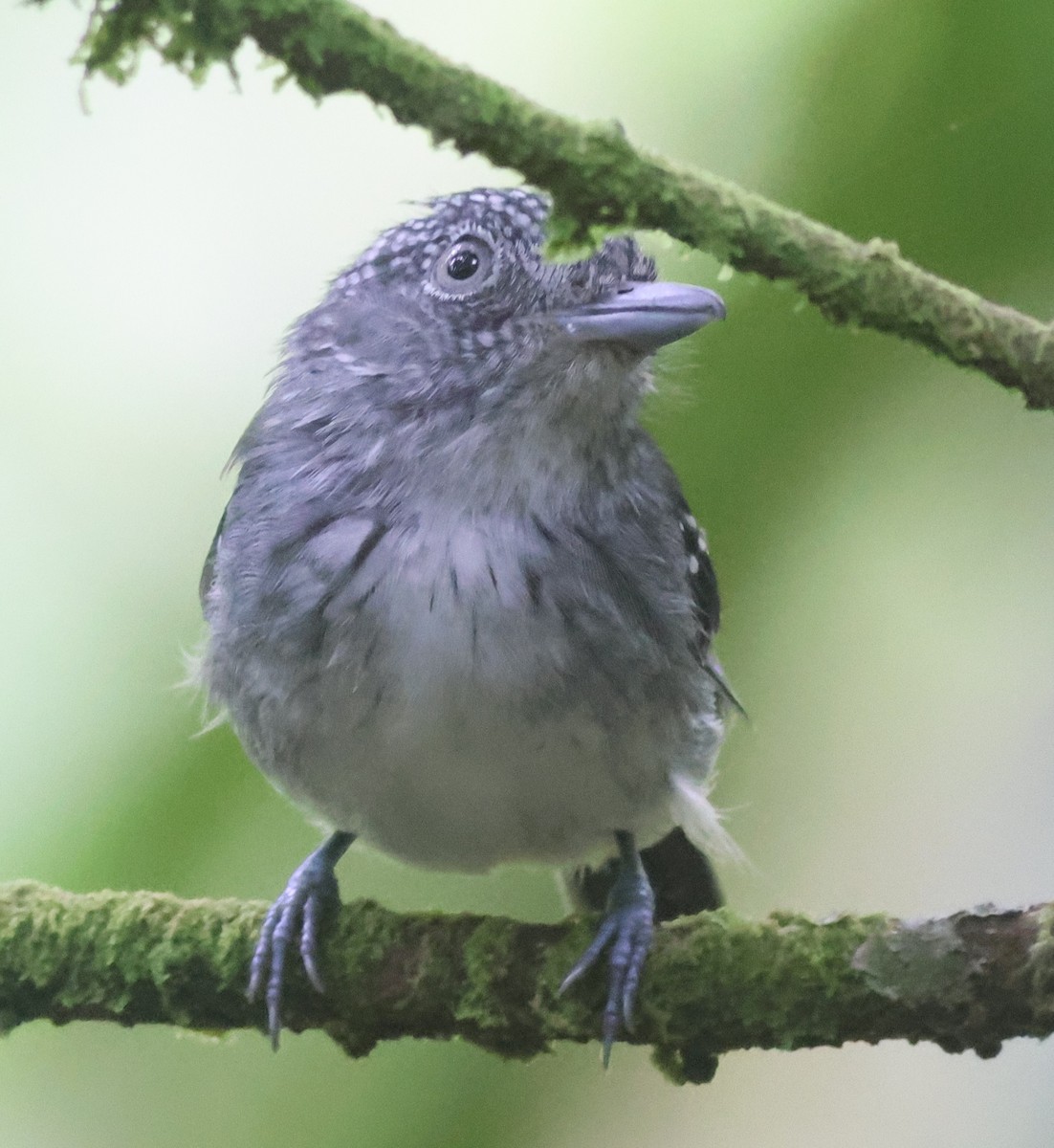 Spot-crowned Antvireo - ML645547408