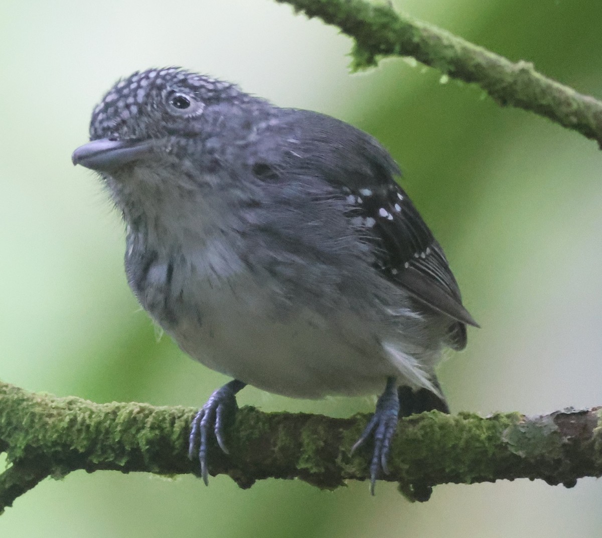 Spot-crowned Antvireo - ML645547409